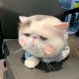 头像
